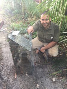 What To Do When There’s A Raccoon In Your Attic
