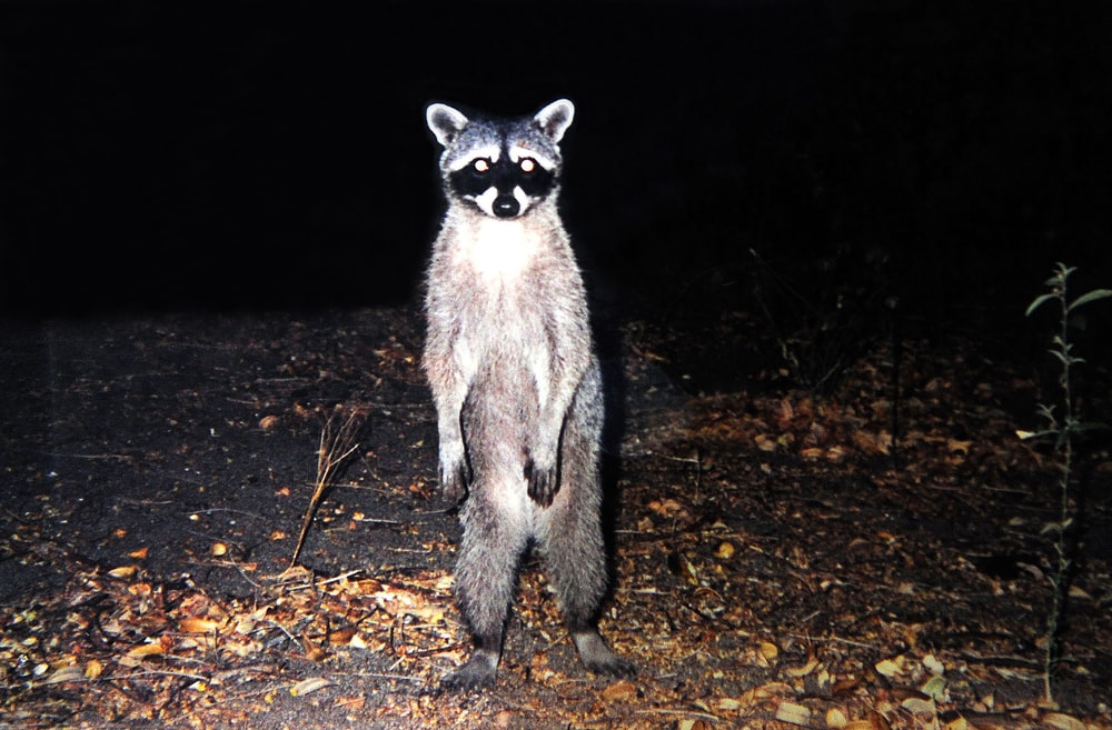 Uninvited Raccoons in the Attic