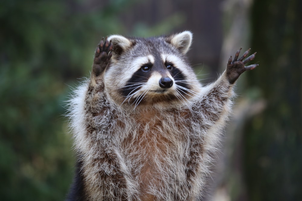 Are Raccoons Dangerous to Pets and Humans? - Wildlife Troopers