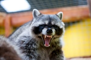 Get rid of angry raccoon