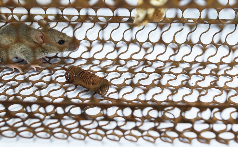 Defending Your Home Against Critters