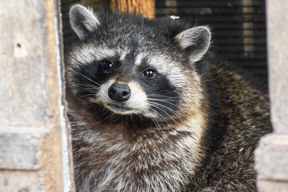 What To Do When There’s A Raccoon In Your Attic