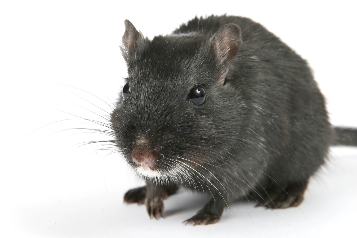 7 Tips To Keep Rodents Out Of Your House