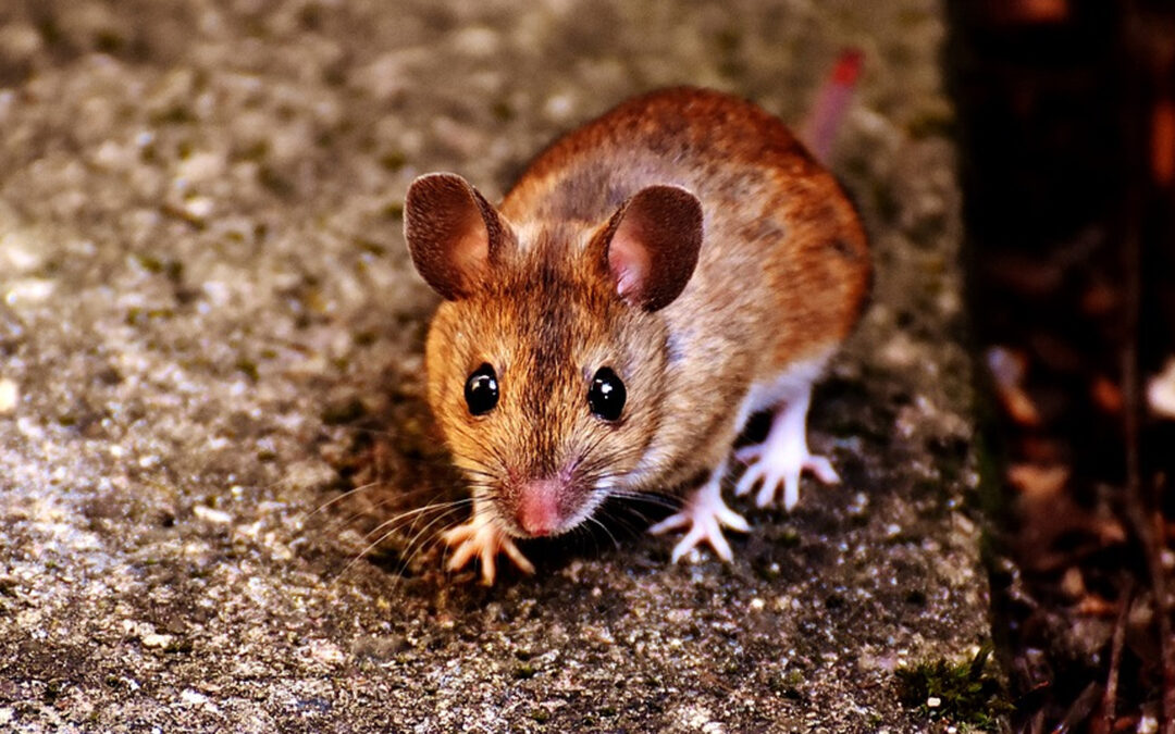How Long Does It Take a Mouse To Chew Through a Wall?