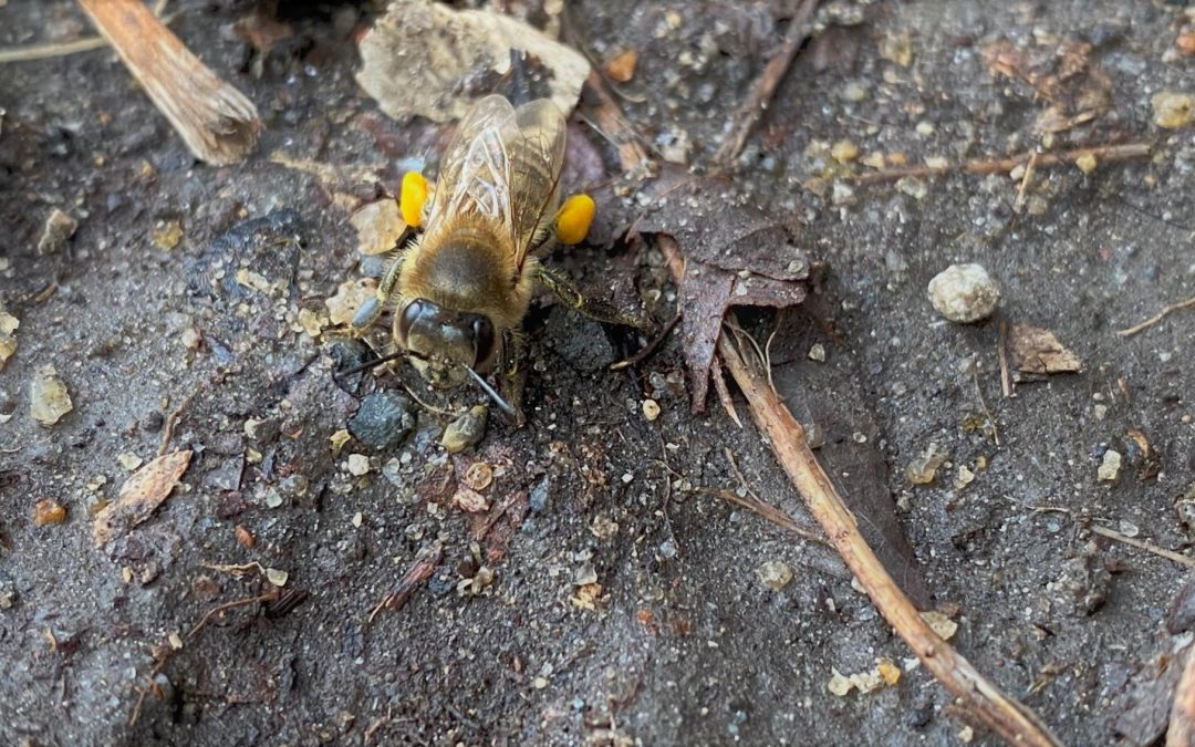 Do Bees Make Nests Underground?