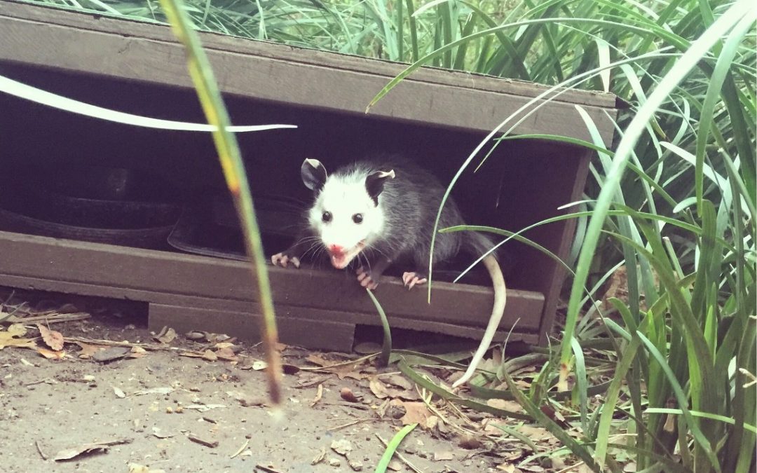 Do Opossums Burrow Under Houses?
