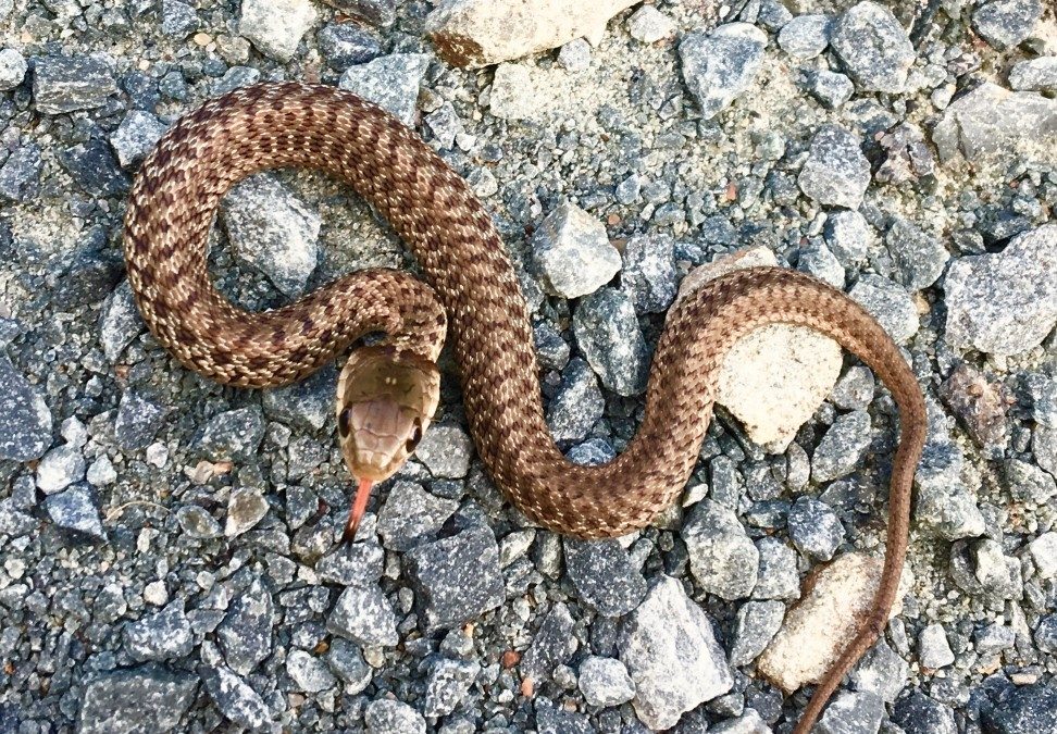 Can Snakes Get Under Doors Into Your House?