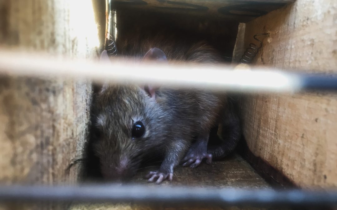 How To Tell If You Have Rats Or Squirrels In Your Home