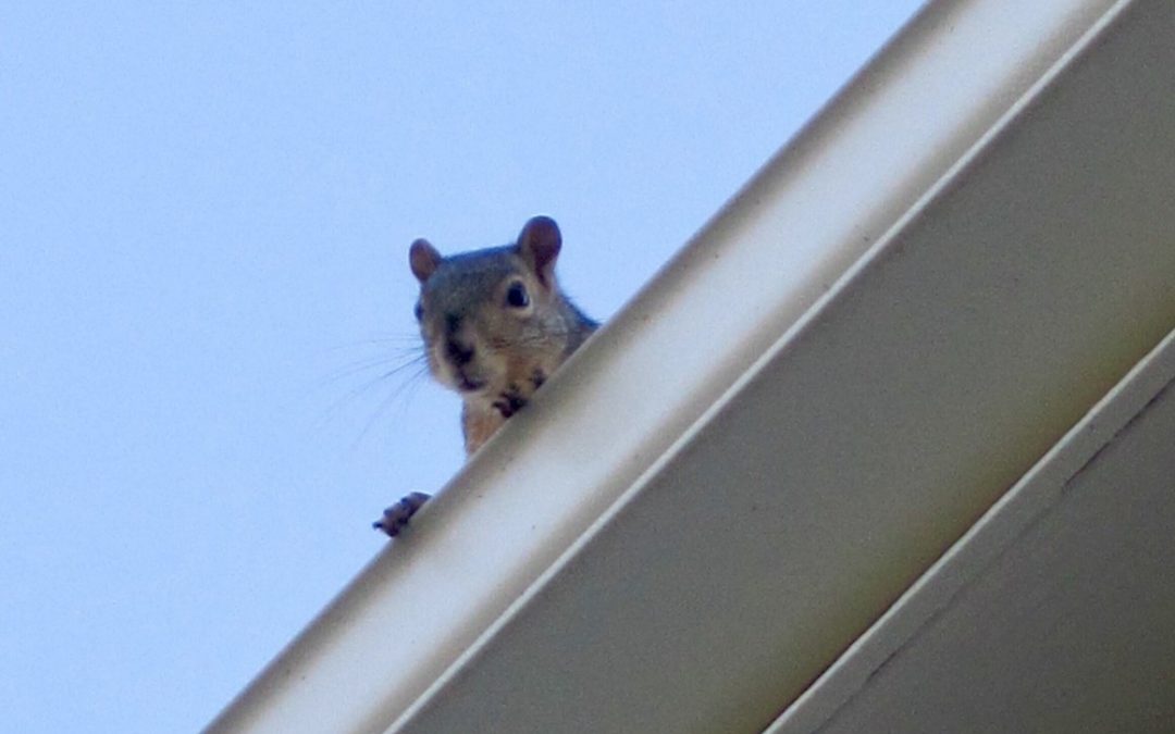 What Wild Animal Is Running On Your Roof At Night?