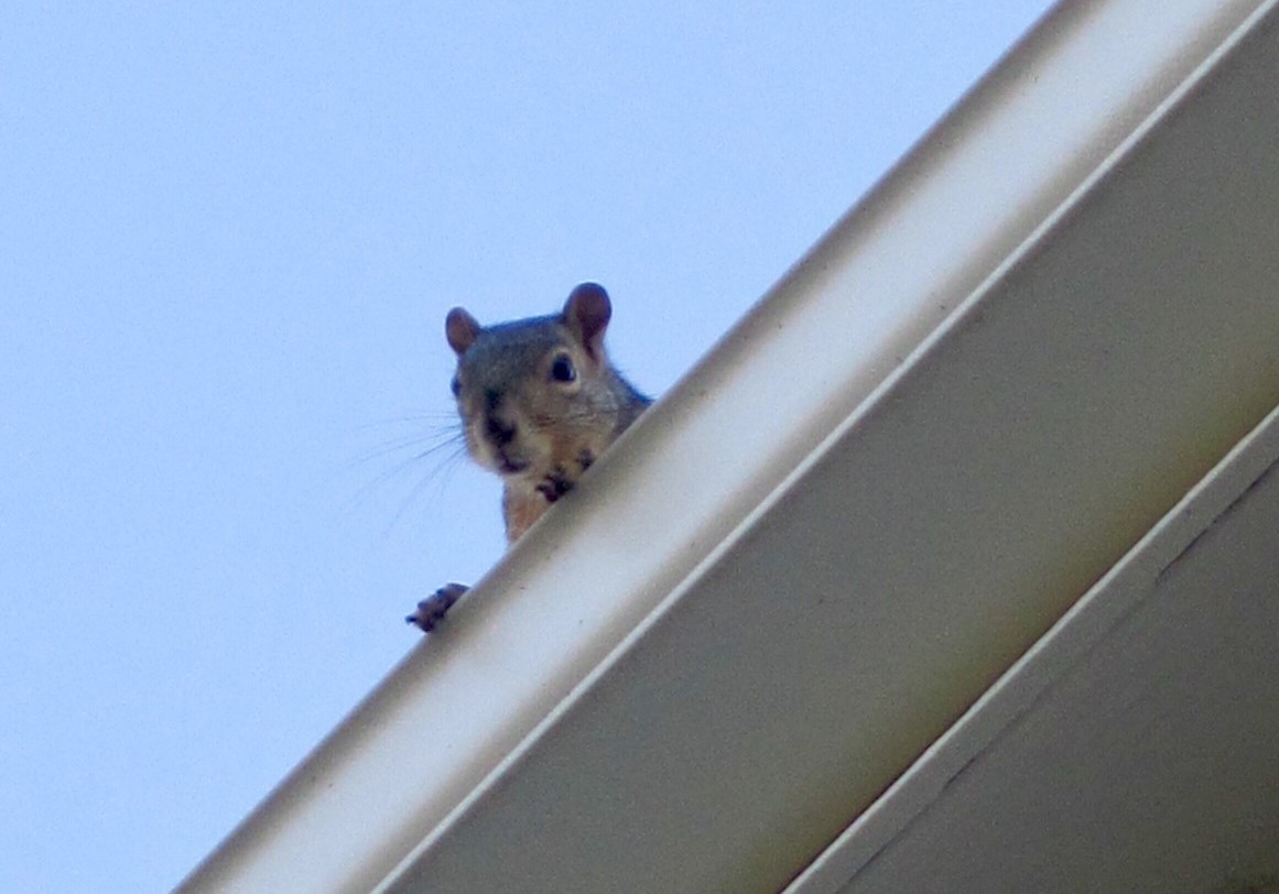 What Wild Animal Is Running On Your Roof At Night?