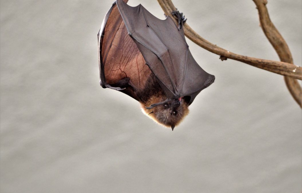 Can Bats Nest In Your Eaves And Gutters?