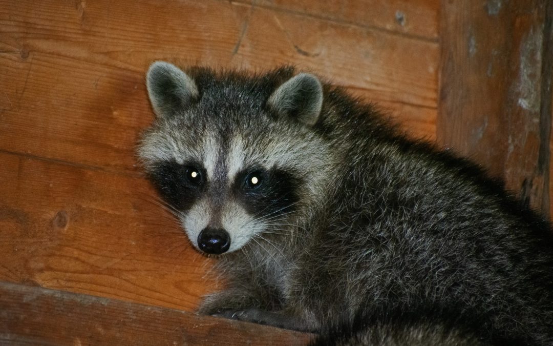 Can Raccoons Chew Through Wood In Your House?