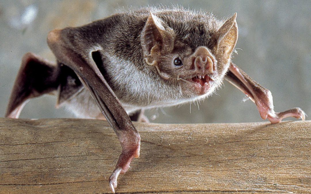Why DIY Bat Removal is Tough and Dangerous?