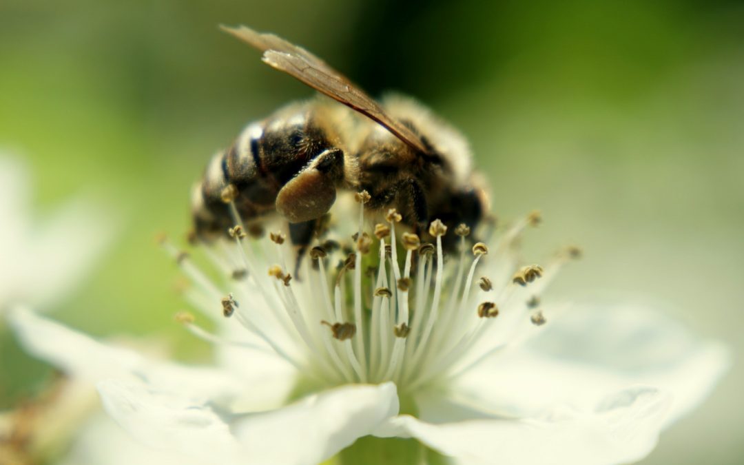 Where Do Bees Go In The Winter In Florida?