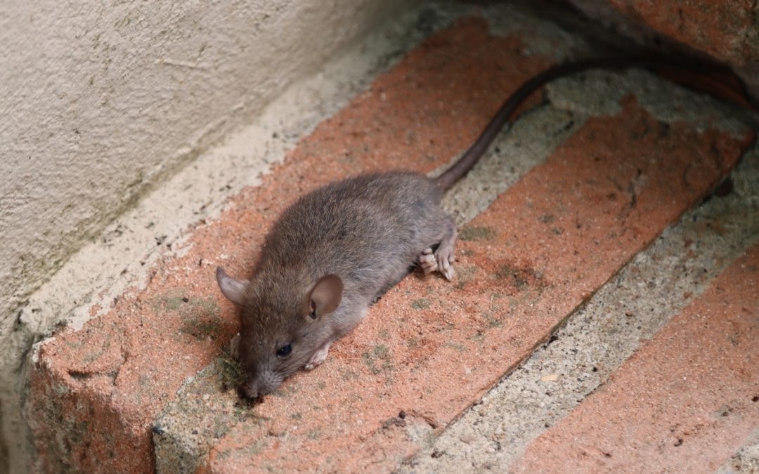 Is It Common To Have Mice In The Basement?