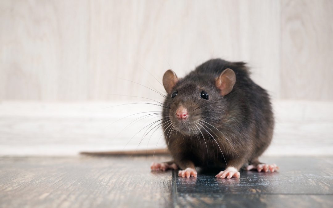 Why Rat Infiltration Shouldn’t be Ignored – Expert Rat Exterminator
