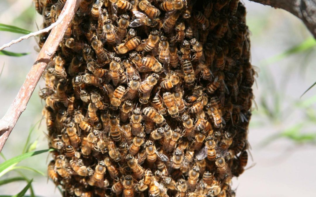 Know How To Get Rid Of Bees – Preventive Measures