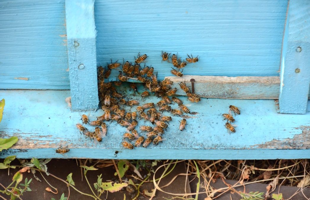 Do I Have Bees In My Wall?