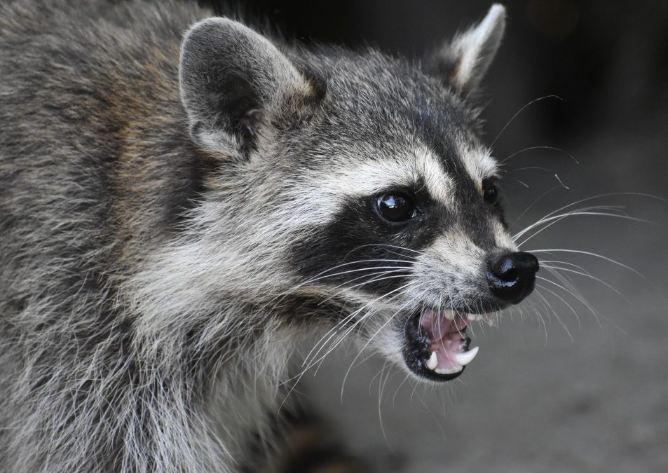 Why Do Raccoons Scream?