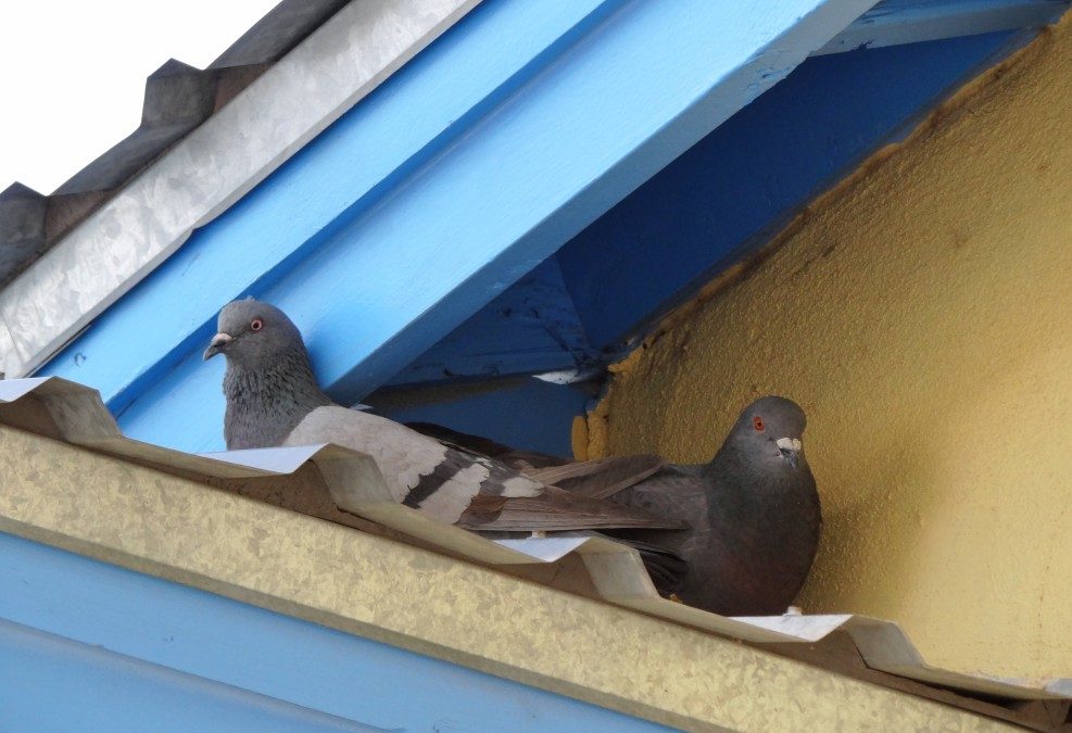 What Wild Animal Do I Hear In My Attic?