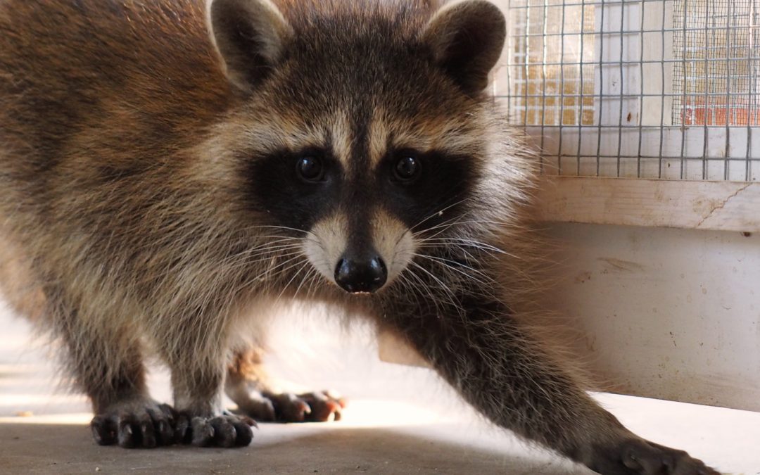 Why Is There A Raccoon Living In My Basement?