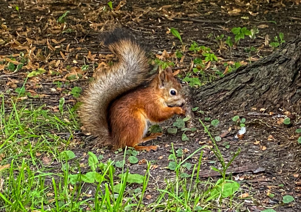 Why Are Squirrels Digging In My Yard?