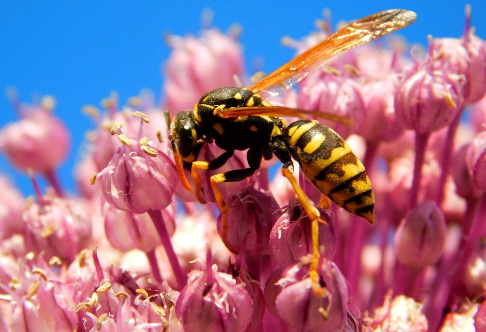 What Attracts Yellow Jackets To Your Yard?