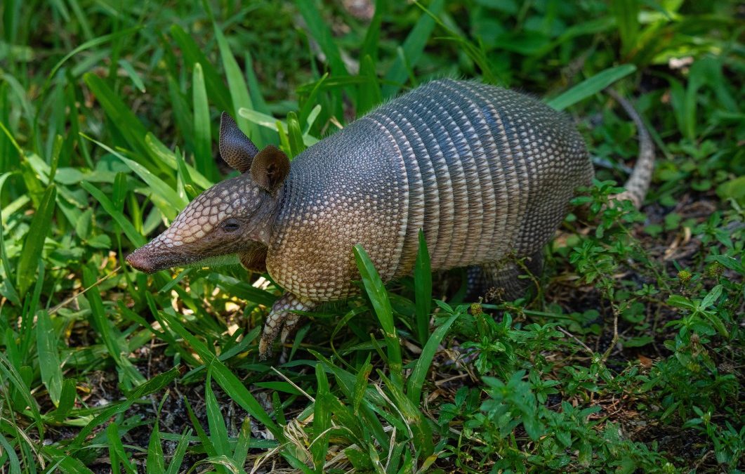 Do Armadillos Dig Holes In The Yard?