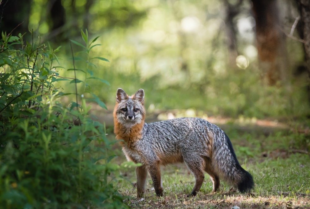 Are Florida Foxes Dangerous?