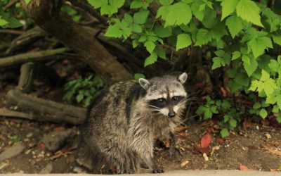 Do Raccoons Build Burrows Or Dig Holes?